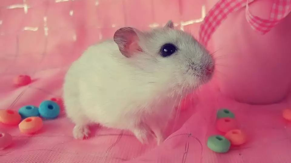 【父母音书】做自己的小主人